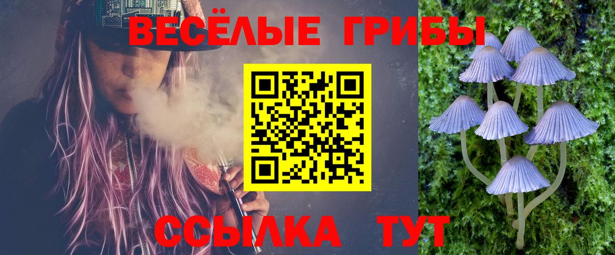 Галлюциногенные грибы Psilocybe Сальск